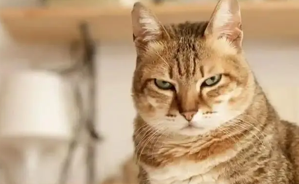 猫讨厌另一只猫的表现