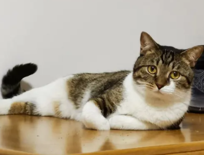 麻猫厉害还是狸花猫-宠物网