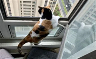 猫养在阳台上会不会热死