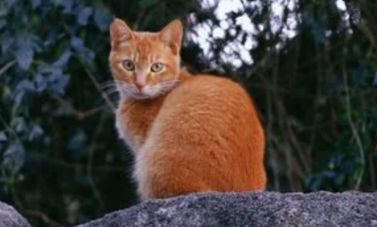 把猫丢在30公里外会回来吗 把猫丢在30公里外会回来吗