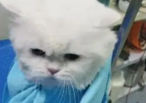 给猫咪吹头,猫咪急眼了直接抓人,猫:走开,别动我发型! 给猫咪吹头,猫咪急眼了直接抓人,猫:走开,别动我发型!