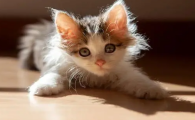 猫像狗一样吐舌头喘气怎么办