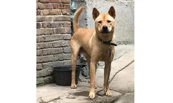 广西土猎犬掉毛怎么办 广西土猎犬掉毛怎么办