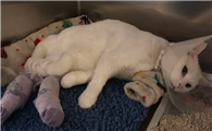 猫血栓后肢瘫痪恢复特征