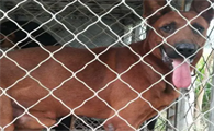红狼犬是什么品种