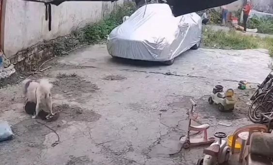 广西一女孩被狗子扑咬,撕心裂肺大喊求助,附近仨大人行为被议论 广西一女孩被狗子扑咬,撕心裂肺大喊求助,附近仨大人行为被议论