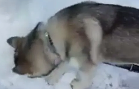 主人用雪做了一个哈士奇,自家哈士奇以为有同类被冻住,反应暖心 主人用雪做了一个哈士奇,自家哈士奇以为有同类被冻住,反应暖心