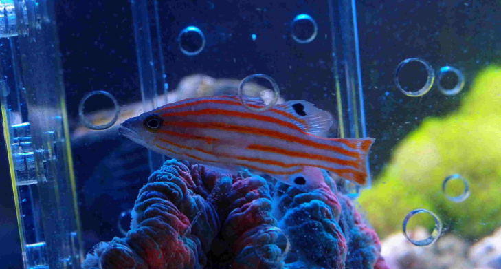 瑞士狐海水鱼好养吗
