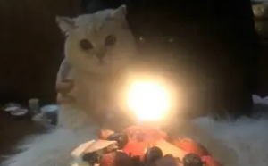 给家里的猫咪过生日,懵逼的喵:今天啥日子啊!看上去很热闹啊 给家里的猫咪过生日,懵逼的喵:今天啥日子啊!看上去很热闹啊
