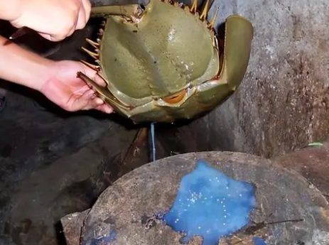 鲎取血后还能活吗