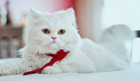 猫突然暴躁,有攻击行为