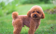 泰迪犬哪个颜色最贵?揭秘泰迪犬颜色价格之谜:哪种颜色身价最高?专家解析市场趋势,让你选对不花冤枉钱!