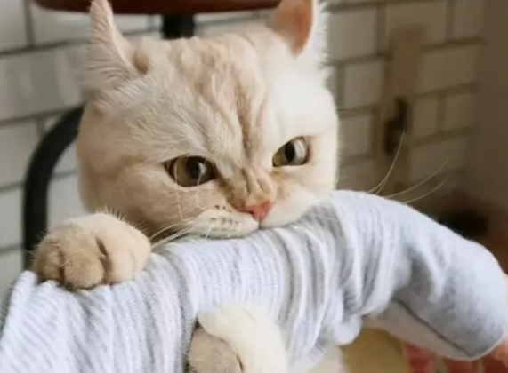 猫咪疾病大全——第二弹 猫咪疾病大全——第二弹