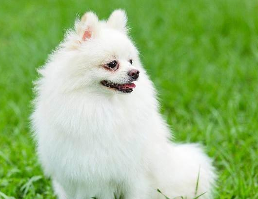 狗狗来月经是怀孕吗 狗狗来月经是怀孕吗