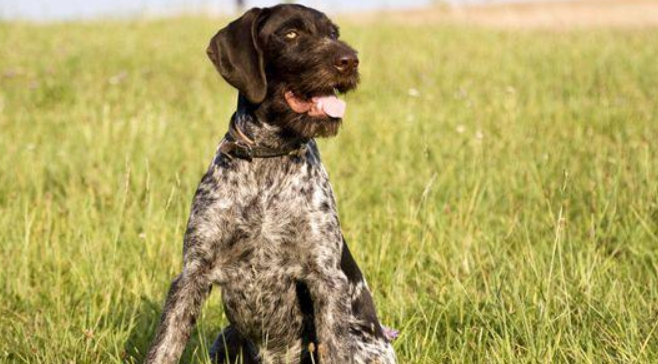 沙克犬与灵提犬的区别 沙克犬与灵提犬的区别