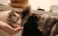 猫咬伤新主人原主人要赔偿吗