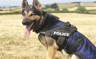 退役警犬多少钱一只