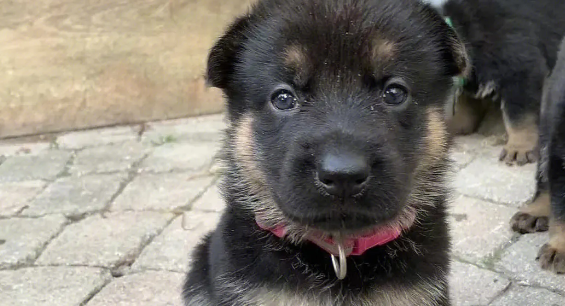 德牧幼犬多少钱一只纯种 德牧幼犬多少钱一只纯种