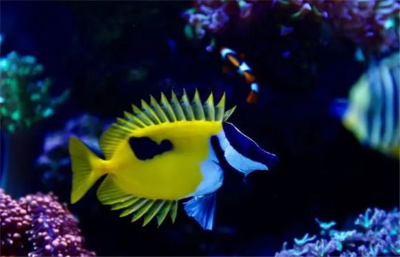 黄狐狸海水鱼吃珊瑚吗