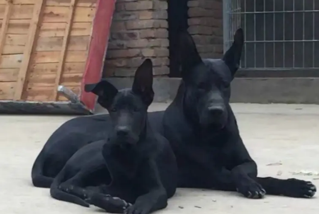 黑狼犬原产地是哪里