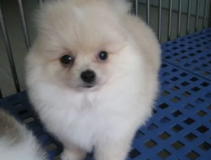 俊介成年后多少斤
