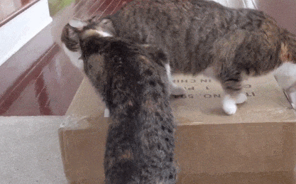 猫咪老让你闻TA屁股，是猫界“性骚扰”吗？