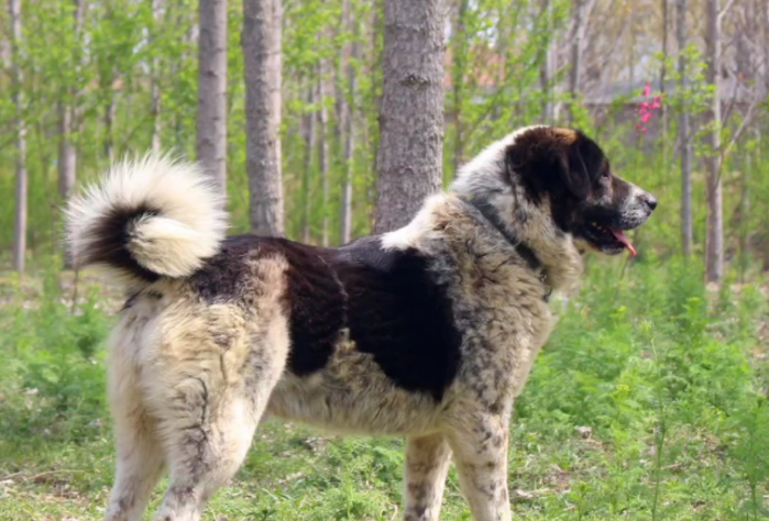 太行犬100元贵吗 太行犬100元贵吗