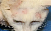 猫癣各个阶段图解