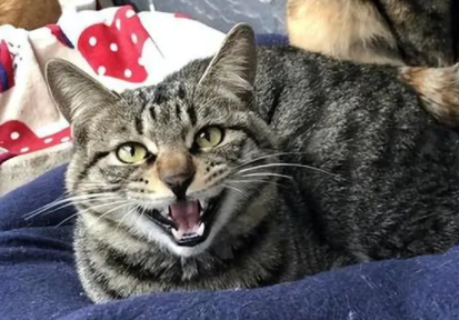 猫养不熟是真的吗 猫养不熟是真的吗