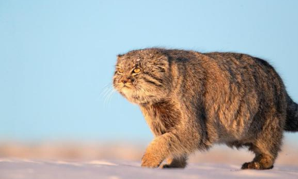 NPIA猫比赛含金量