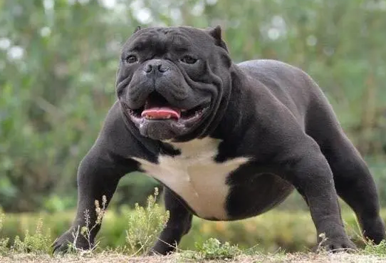 世界名犬排名前100名 世界名犬排名前100名
