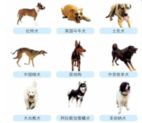 国内禁养犬名单 国内禁养犬名单