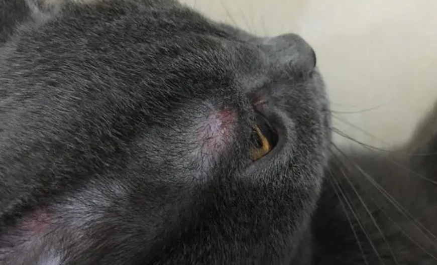 猫癣永远治不好吗 猫癣永远治不好吗
