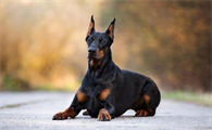 护卫犬是什么意思