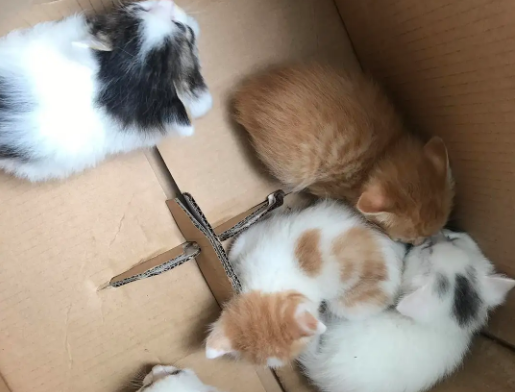 35℃猫会热死吗 35℃猫会热死吗