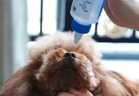 狗狗眼睛红流眼泪用什么眼药水 狗狗眼睛红流眼泪用什么眼药水