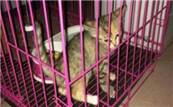 10元一只小猫