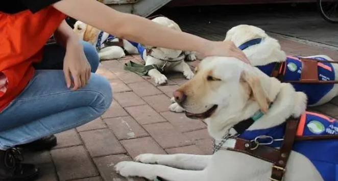 导盲犬多少钱一只 哪里能买到