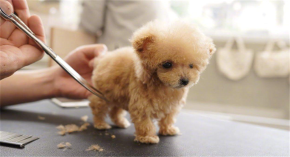 迷你金贵犬值钱吗 迷你金贵犬值钱吗