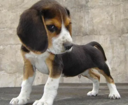 比格犬可以作为缉毒犬吗
