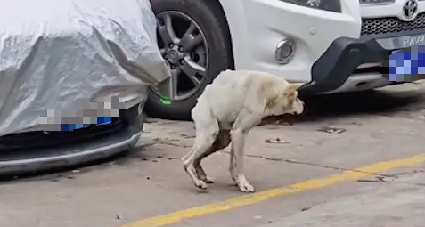 一只天生残疾的狗狗,在马路上乱跑流浪,但它竟然还是有主人的 一只天生残疾的狗狗,在马路上乱跑流浪,但它竟然还是有主人的