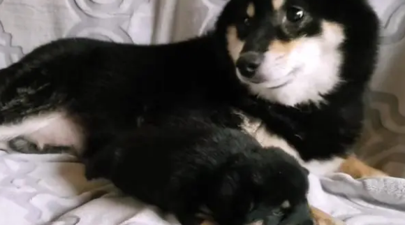柴犬紧抱自己孩子,哀求主人放下它,就生了一只,别送走了 柴犬紧抱自己孩子,哀求主人放下它,就生了一只,别送走了