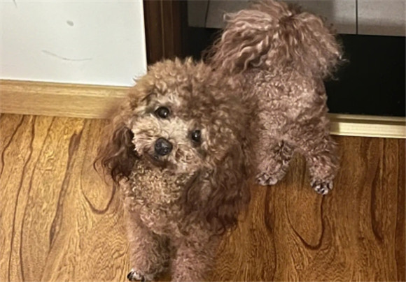 贵宾犬跟泰迪犬有什么区别 贵宾犬跟泰迪犬有什么区别