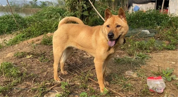 广西土猎犬的优点和缺点是什么