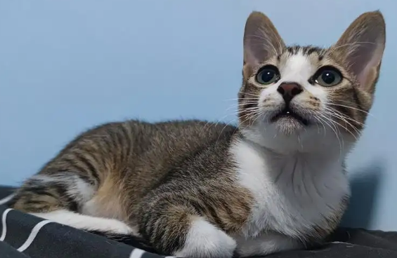 雀猫有三花色吗
