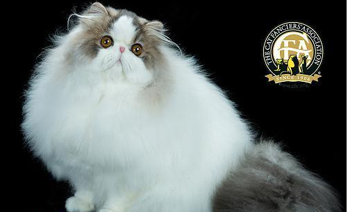 cfa比赛猫咪 cfa比赛猫咪