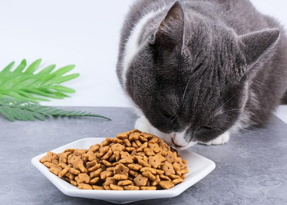 养只宠物猫粮怎么样 养只宠物猫粮怎么样