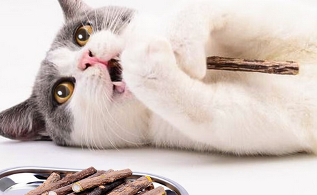 1～2月的小猫用磨牙么