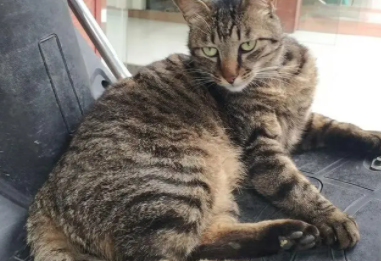 麻猫和狸花猫的区别
