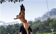 中国马犬的现状和未来
